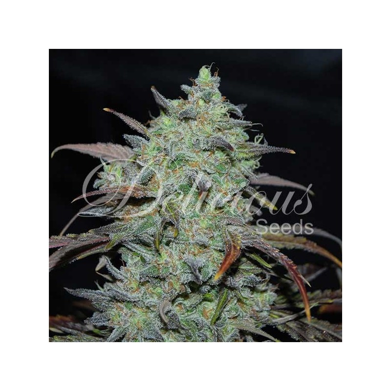 MARMALATE · Delicious · semillas de marihuana · Fem