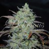 MARMALATE · Delicious · semillas de marihuana · Fem