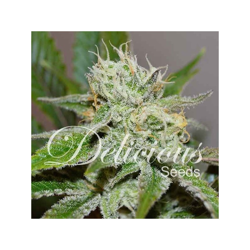 ORIGINAL JUAN HERER · Delicious · semillas de marihuana · Fem