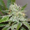 ORIGINAL JUAN HERER · Delicious · cannabis seeds · Fem