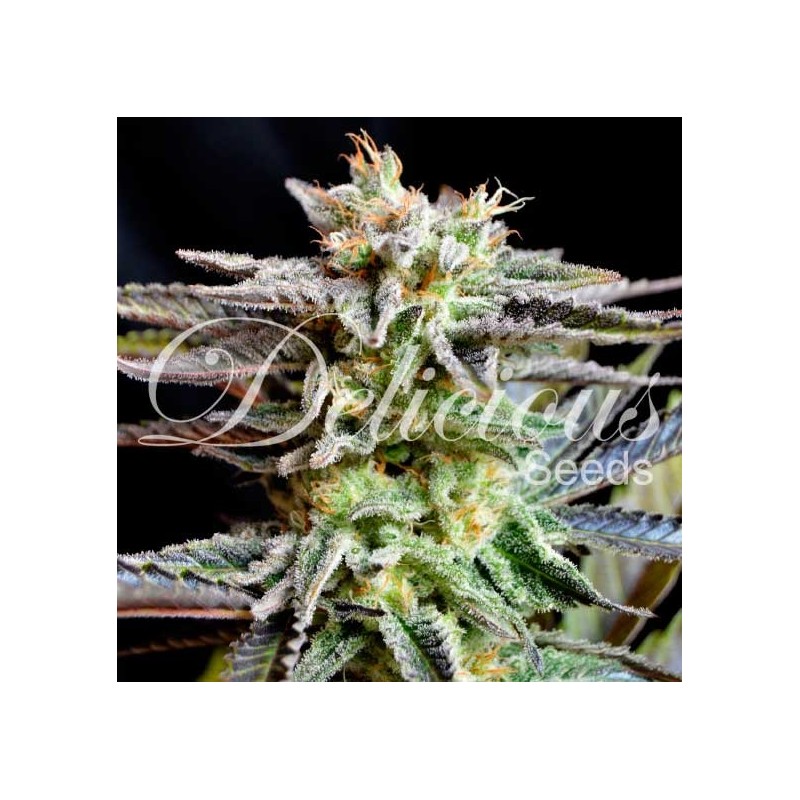 SUGAR BLACK ROSE · Delicious · semillas de marihuana · Fem