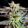 SUGAR BLACK ROSE · Delicious · cannabis seeds · Fem