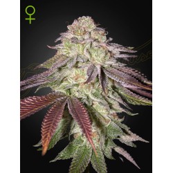 SUGARLATO AUTO · Green House Seeds · semillas de marihuana · AutoFem