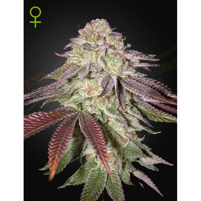 SUGARLATO AUTO · Green House Seeds · semi di canapa indiana · AutoFem
