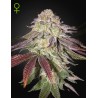 SUGARLATO AUTO · Green House Seeds · cannabis seeds · AutoFem