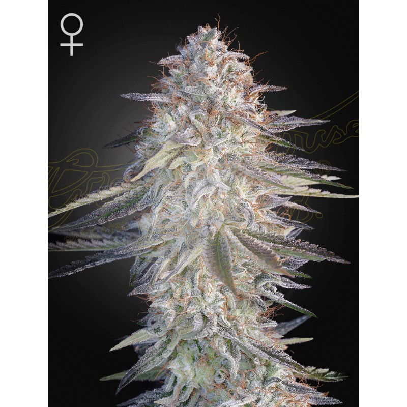 SUPER LEMON HAZE X PINK CANDY · Green House Seeds · cannabis seeds · Fem