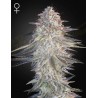 SUPER LEMON HAZE X PINK CANDY · Green House Seeds · semi di canapa · Fem