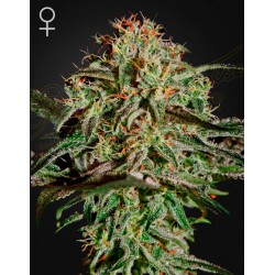 A.M.S · Green House Seeds · cannabis seeds · Fem
