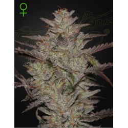 ALIENZ AUTO · Green House Seeds · semi di canapa · Auto Fem