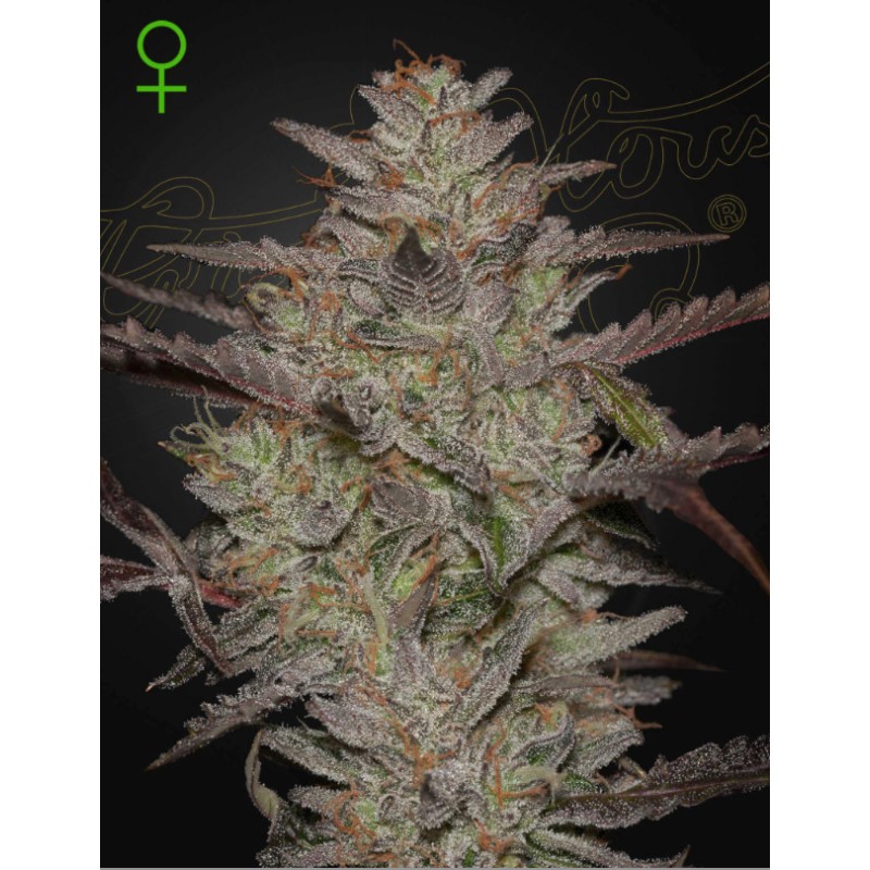 ALIENZ AUTO · Green House Seeds · semillas de marihuana · Auto Fem