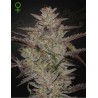 ALIENZ AUTO · Green House Seeds · semillas de marihuana · Auto Fem