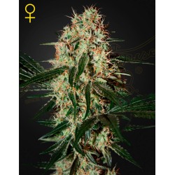 ARJAN'S HAZE 3 · Green House Seeds · semillas de marihuana · Fem