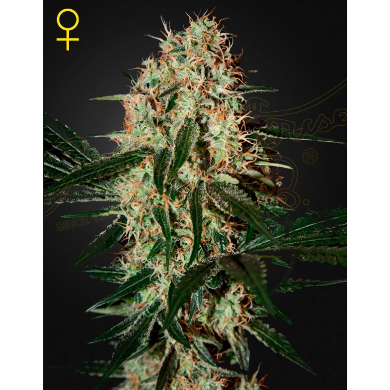 ARJAN'S HAZE 3 · Green House Seeds · semi di canapa · Fem