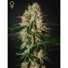 ARJAN'S HAZE 3 · Green House Seeds · semi di canapa · Fem