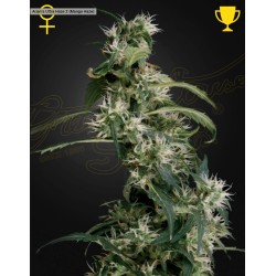 ARJAN'S ULTRA HAZE 2 (MANGO HAZE) · Green House Seeds · semillas de marihuana · Fem