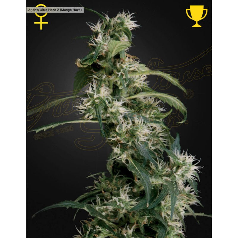 ARJAN'S ULTRA HAZE 2 (MANGO HAZE) · Green House Seeds · cannabis seeds · Fem