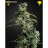 ARJAN'S ULTRA HAZE 2 (MANGO HAZE) · Green House Seeds · cannabis seeds · Fem