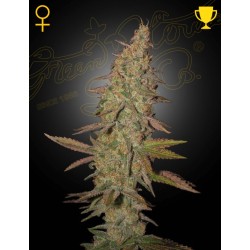 ARJAN'S ULTRA HAZE I · Green House Seeds · semi di canapa · Fem