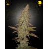 ARJAN'S ULTRA HAZE I · Green House Seeds · semillas de marihuana · Fem