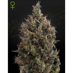 AUTO BIG BANG · Green House Seeds · semillas de marihuana · Auto Fem