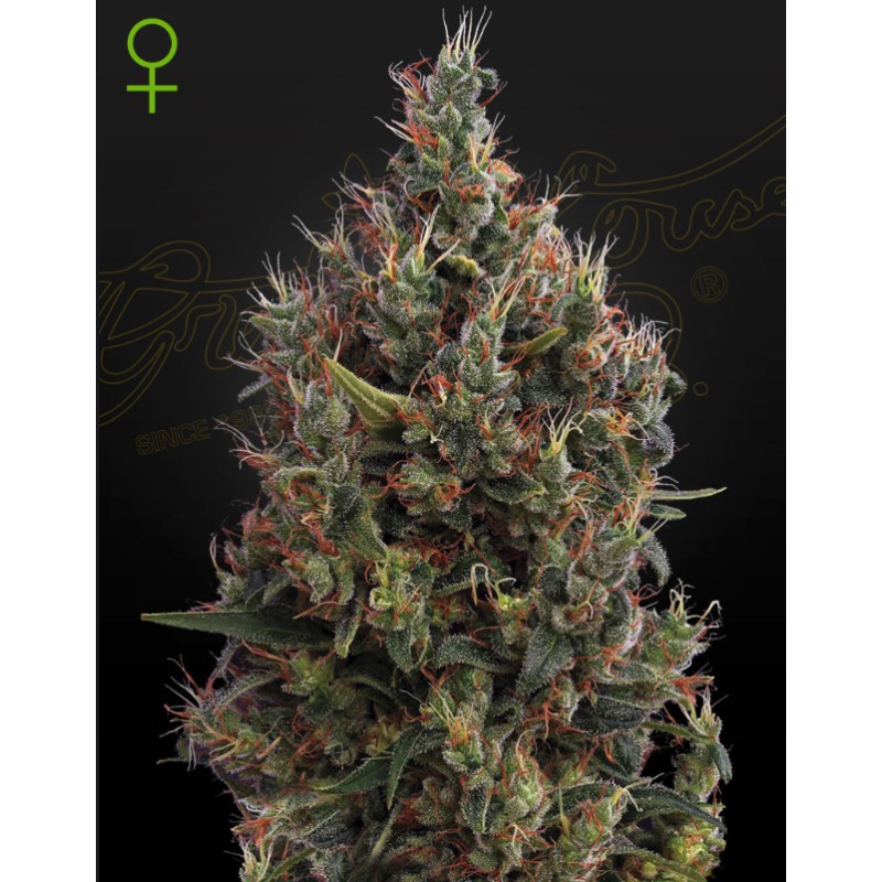 Auto Big Bang – Semi Autofiorenti Green House Seeds