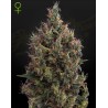 AUTO BIG BANG · Green House Seeds · semillas de marihuana · Auto Fem