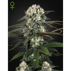 AUTO BOMB · Green House Seeds · semi di canapa · Auto Fem