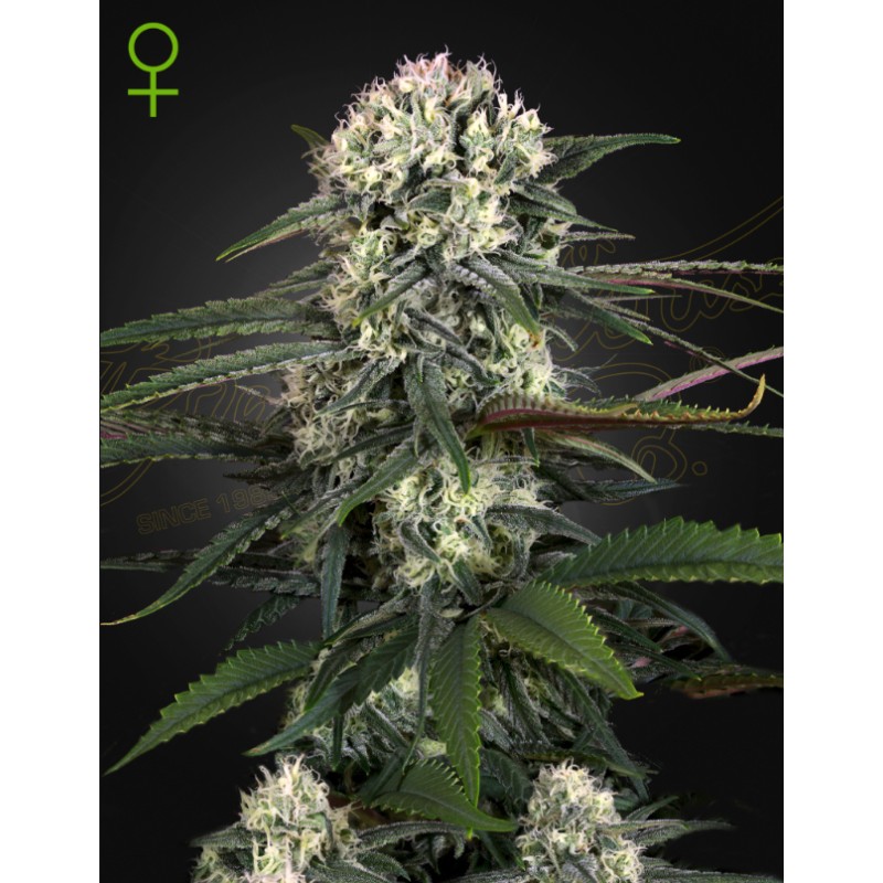 AUTO BOMB · Green House Seeds · semi di canapa · Auto Fem