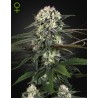 AUTO BOMB · Green House Seeds · semi di canapa · Auto Fem