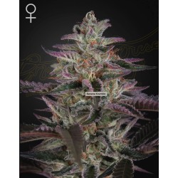 BANANA KRUMBLE · Green House Seeds · semi di canapa · Fem