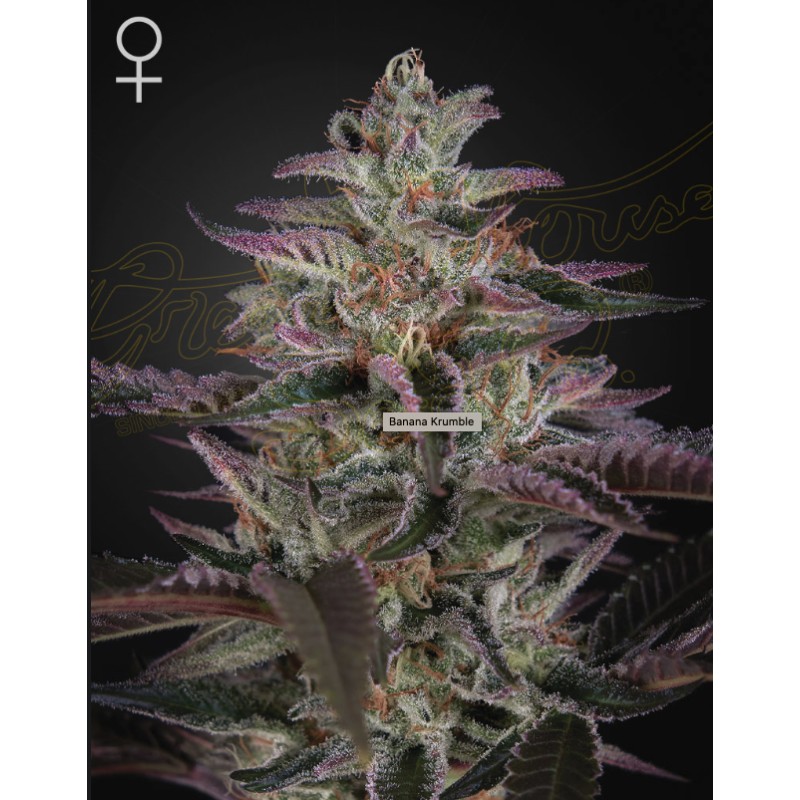 BANANA KRUMBLE · Green House Seeds · semi di canapa · Fem