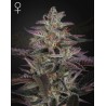 BANANA KRUMBLE · Green House Seeds · semillas de marihuana · Fem