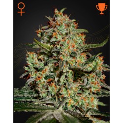 BIG BANG · Green House Seeds · semi di canapa · Fem