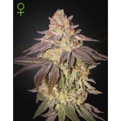 BLACK TOFFEE AUTO · Green House Seeds · cannabis seeds · AutoFem