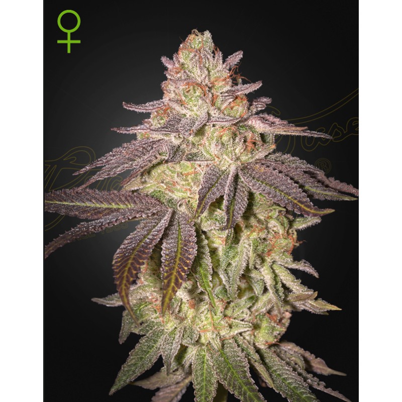 BLACK TOFFEE AUTO · Green House Seeds · cannabis seeds · AutoFem