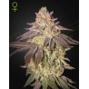 BLACK TOFFEE AUTO · Green House Seeds · cannabis seeds · AutoFem