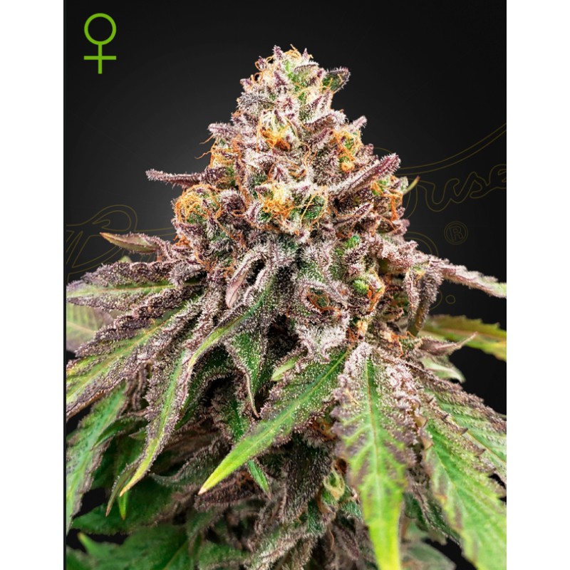 BLUE HAZE X GELATO 41 AUTO · Green House Seeds · cannabis seeds · Auto Fem
