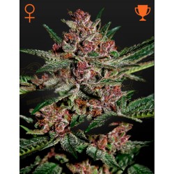 BUBBA KUSH · Green House Seeds · cannabis seeds · Fem