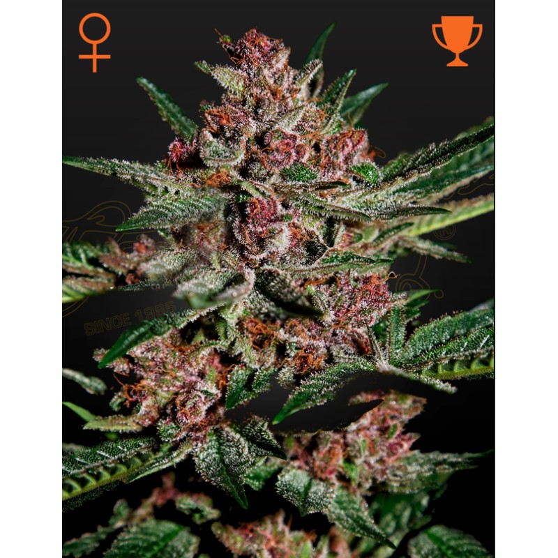 BUBBA KUSH · Green House Seeds · semi di canapa · Fem