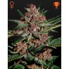 BUBBA KUSH · Green House Seeds · semi di canapa · Fem