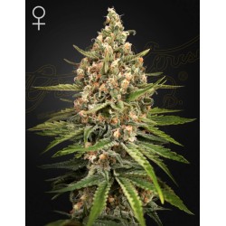 BUBBA SLUSH · Green House Seeds · semillas de marihuana · Fem