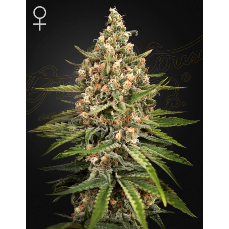 BUBBA SLUSH · Green House Seeds · semi di canapa · Fem