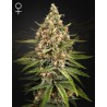 BUBBA SLUSH · Green House Seeds · semi di canapa · Fem