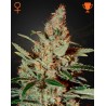 CHEMDOG · Green House Seeds · semi di canapa · Fem