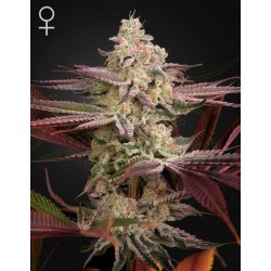 CHEMICAL BRIDE · Green House Seeds · semillas de marihuana · Fem