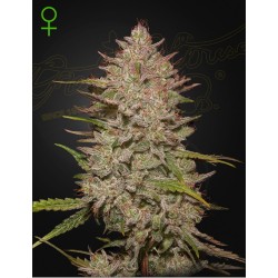 CHEMICAL CANDY AUTO · Green House Seeds · cannabis seeds · AutoFem