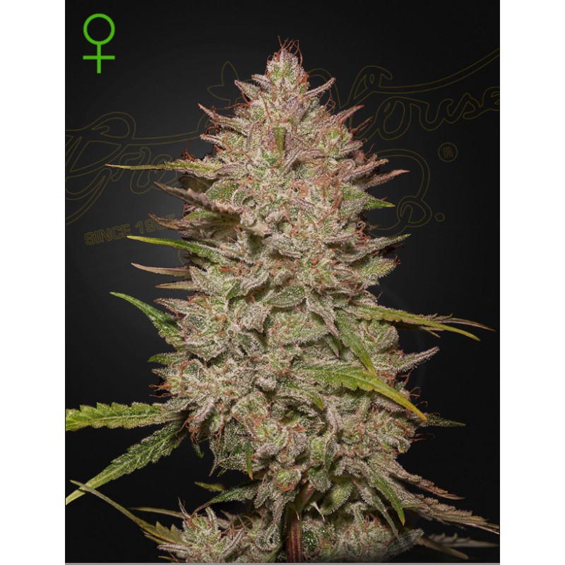 CHEMICAL CANDY AUTO · Green House Seeds · semillas de marihuana · AutoFem