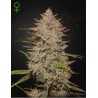 CHEMICAL CANDY AUTO · Green House Seeds · semillas de marihuana · AutoFem