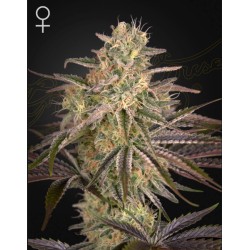 CLOUD WALKER · Green House Seeds · semi di canapa · Fem