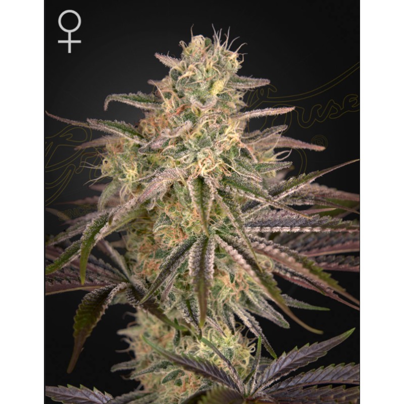 CLOUD WALKER · Green House Seeds · cannabis seeds · Fem